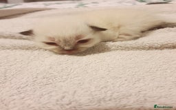 Ragdoll cats for sale: Ragdoll kittens - Image 2