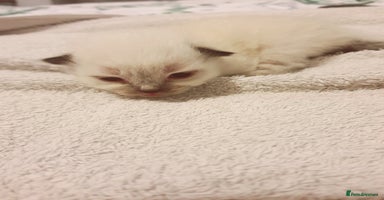 Ragdoll cats - Advert 2