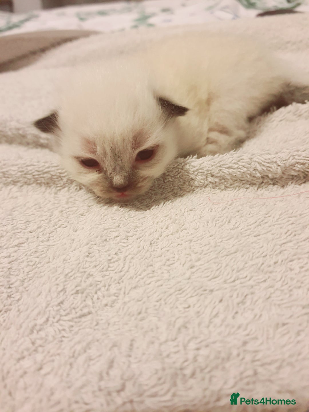 Ragdoll cats for sale: Ragdoll kittens - Image 2