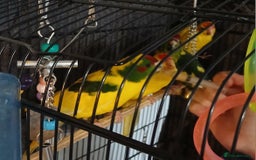 Parakeets birds for sale: Kakariki's Handreard kakariki's  - Image 2