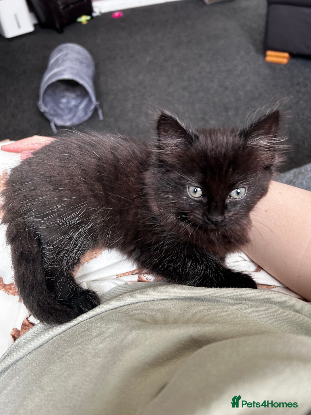 Domestic Shorthair cats for sale: Kitten for sale  - Image 1