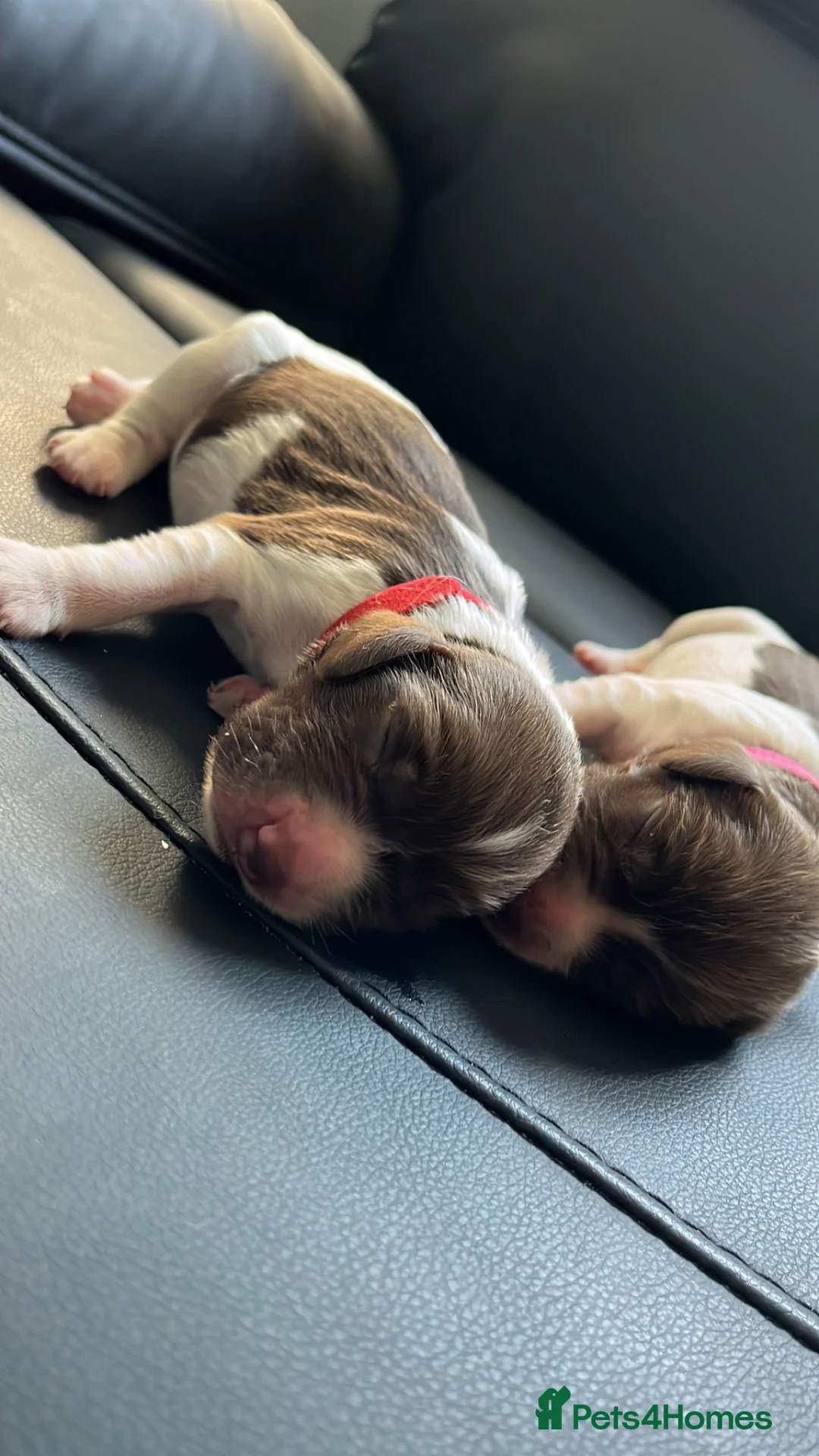 English Springer Spaniel dogs for sale: FTCH Springer spaniels liver and white  - Advert 2
