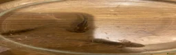Axolotl reptiles for sale: Axolotls - white and wild grey in Bradford - Advert 4