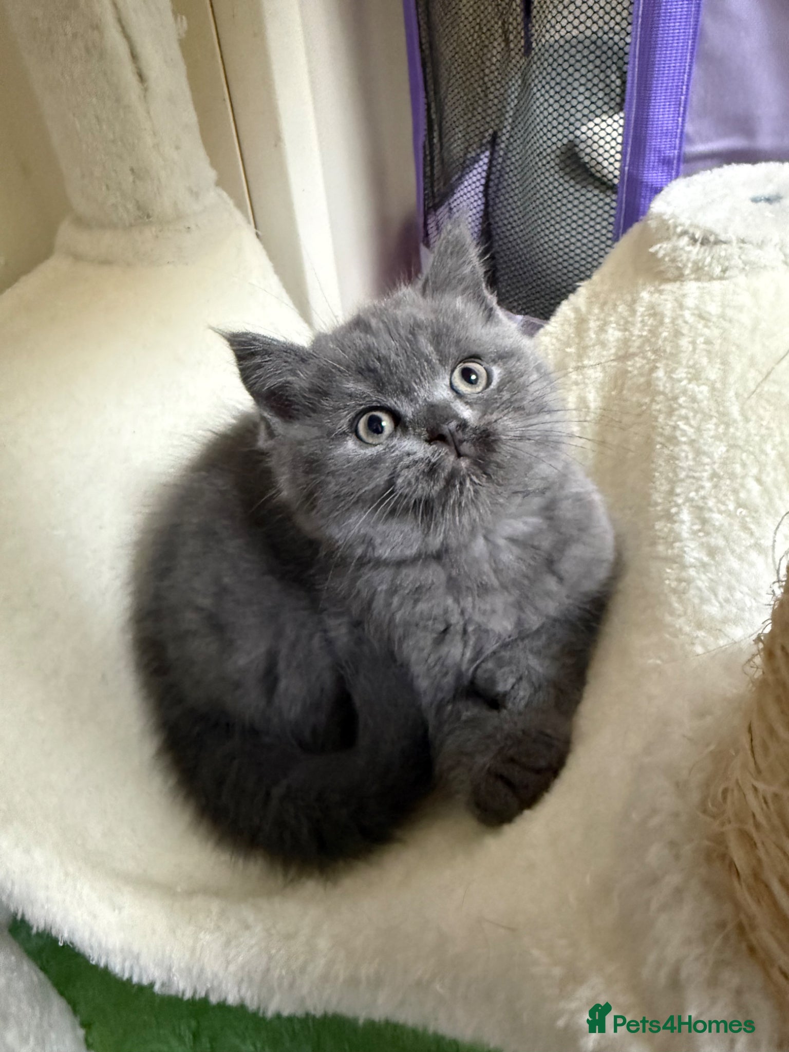 Scottish Fold cats Scottish fold / straight kittens  - Advert 2