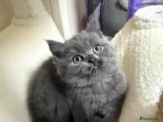 Scottish Fold cats Scottish fold / straight kittens - Advert 2