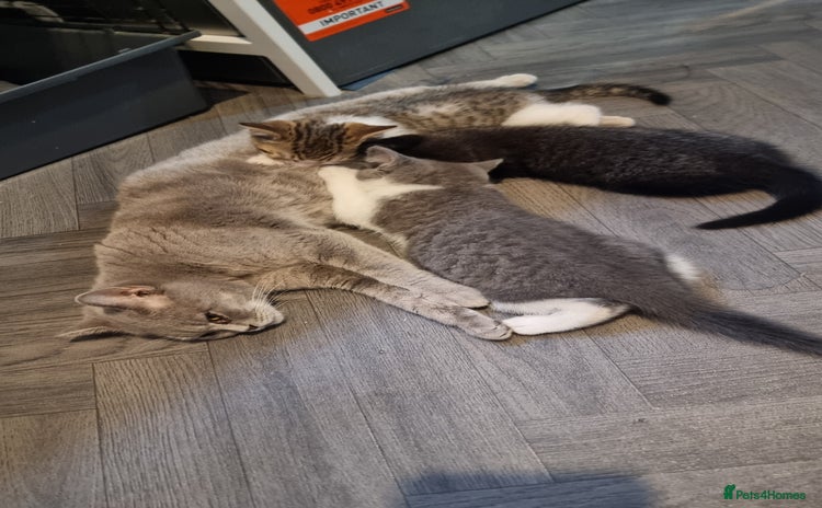 British Shorthair cats - Advert 1
