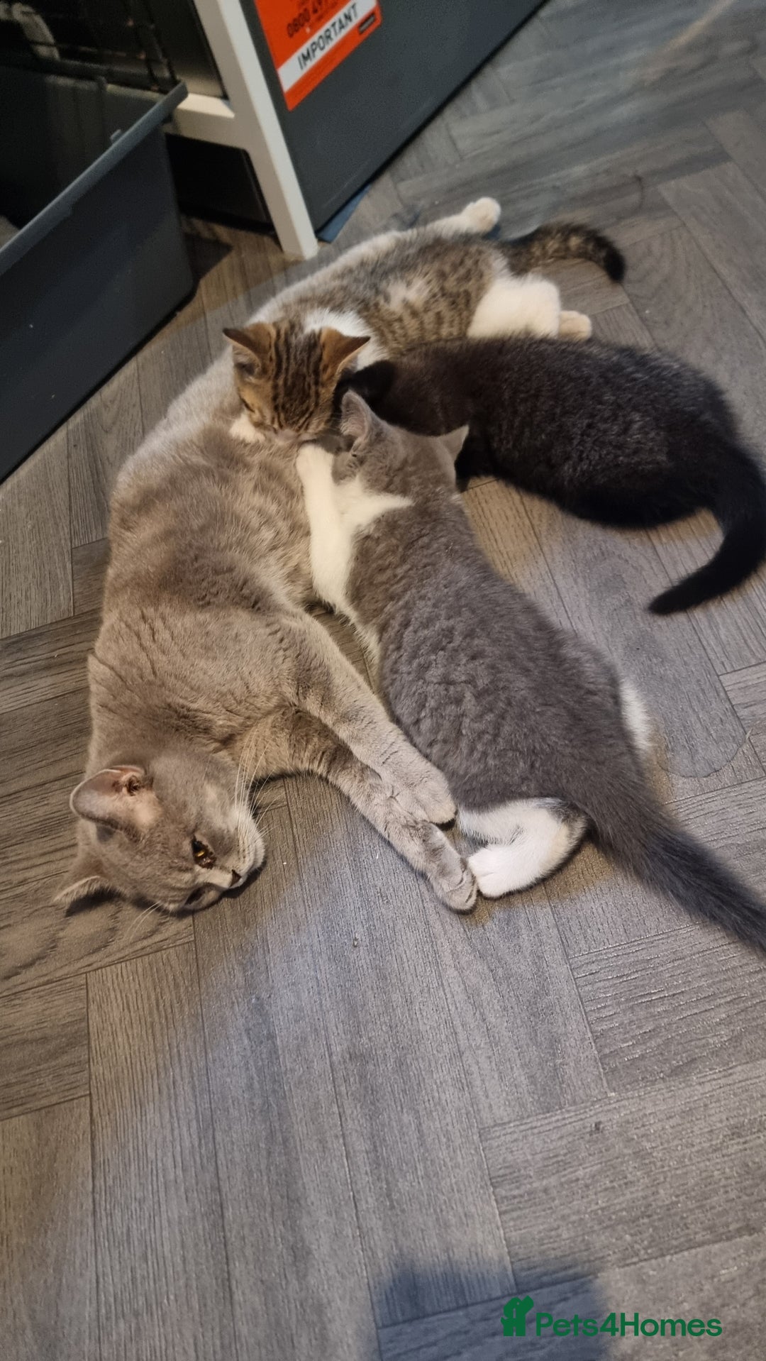 British Shorthair cats for sale: British shorthair kittens - Image 1