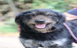 Mixed Breed dogs for adoption: ROSIE  - Advert 1