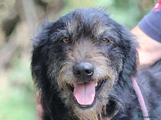 Mixed Breed dogs ROSIE - RESERVED - Advert 15