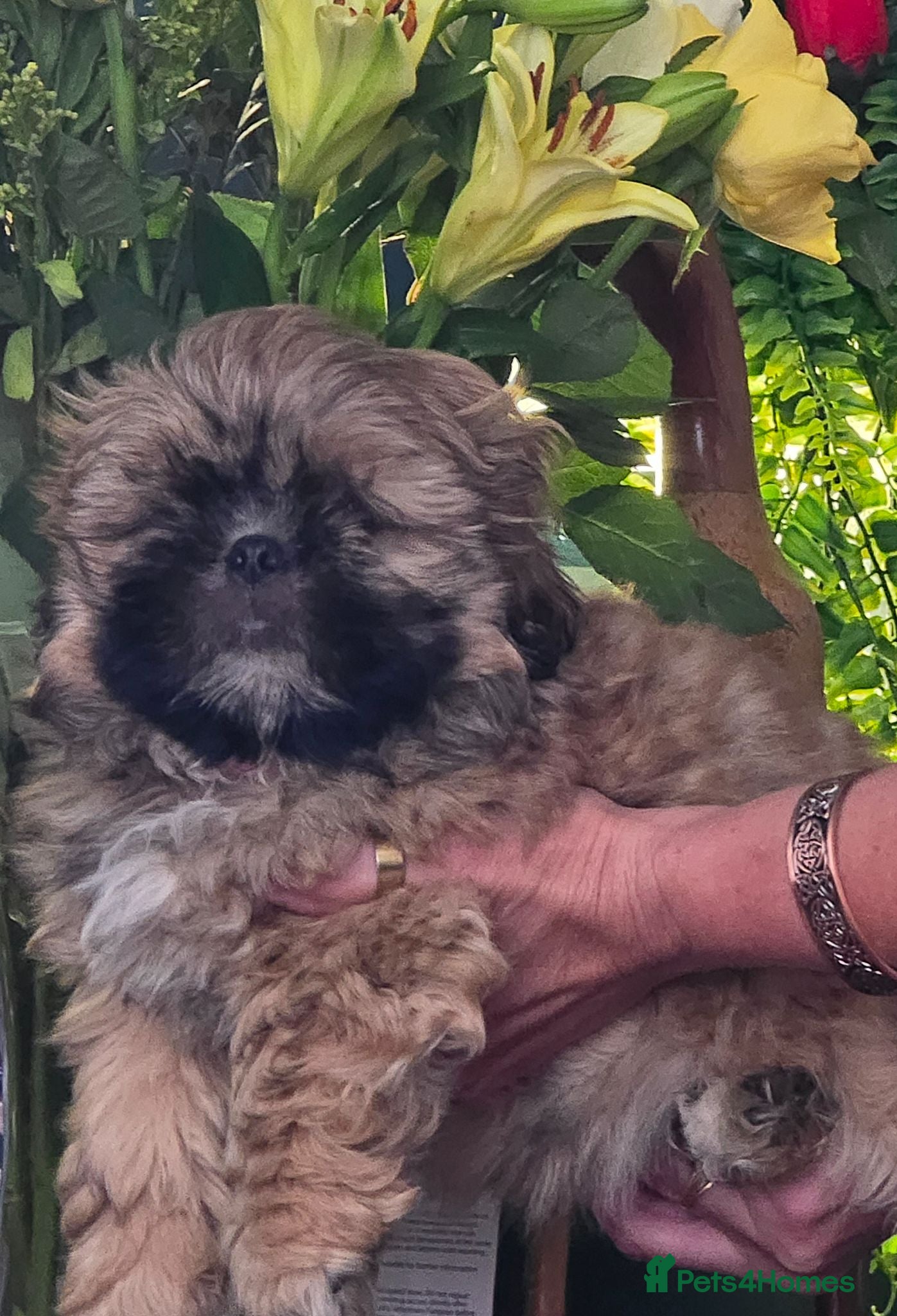 Shih Tzu dogs Adorable shih tzu pups for sale - Advert 1