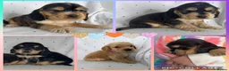 Cocker Spaniel dogs for sale: KC Show Type , Health clear puppies in Doncaster - Advert 1
