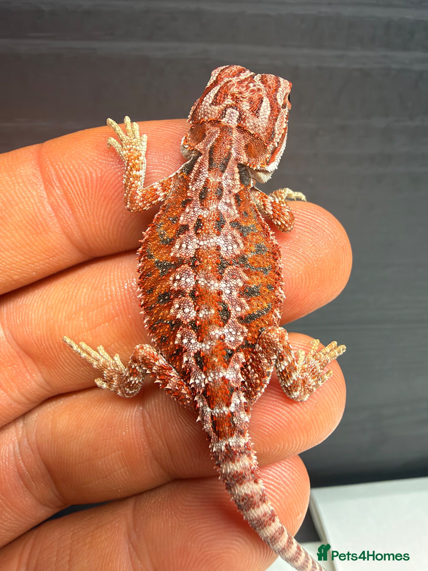 Bearded Dragon reptiles Stunning Baby Bearded Dragons – Monster x Spanish  - Advert 1