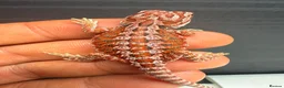 Bearded Dragon reptiles for sale: Stunning Baby Bearded Dragons – Monster x Spanish  - Advert 1