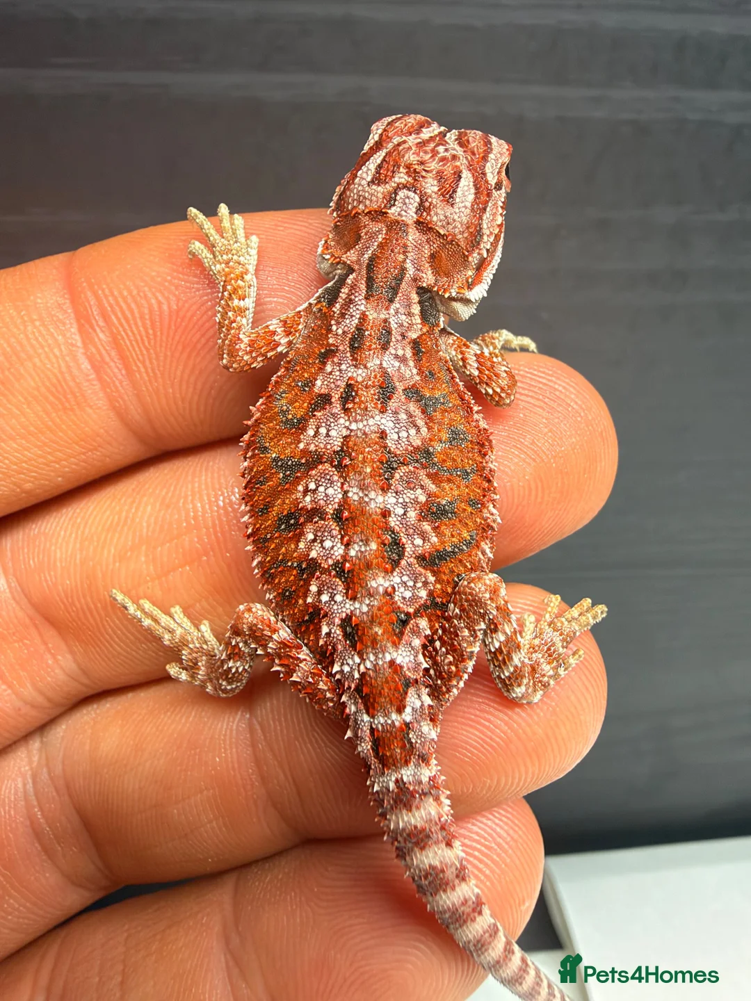 Bearded Dragon reptiles for sale: Stunning Baby Bearded Dragons – Monster x Spanish  - Advert 1