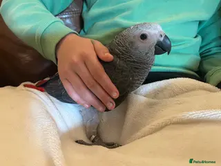 Parrots birds baby tame african greys 2 remaining - Advert 1