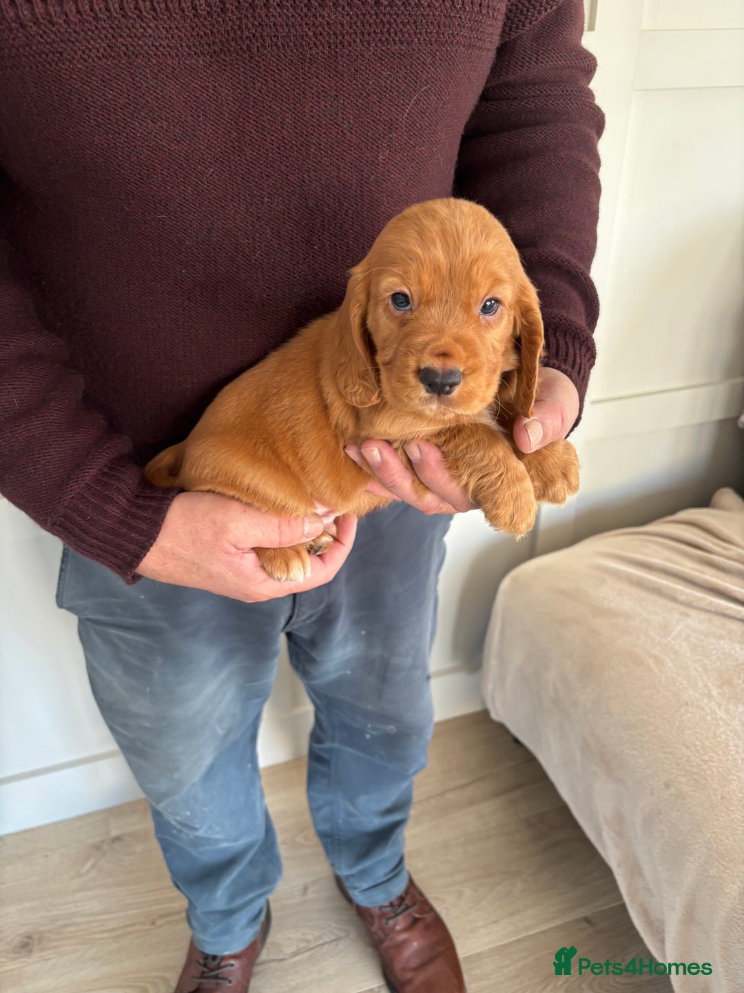 Cocker Spaniel dogs for sale: Litter of KC registered Working cocker spaniels - Advert 9