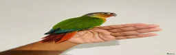 Conures birds for sale: Hand reared conures for sale  - Advert 9