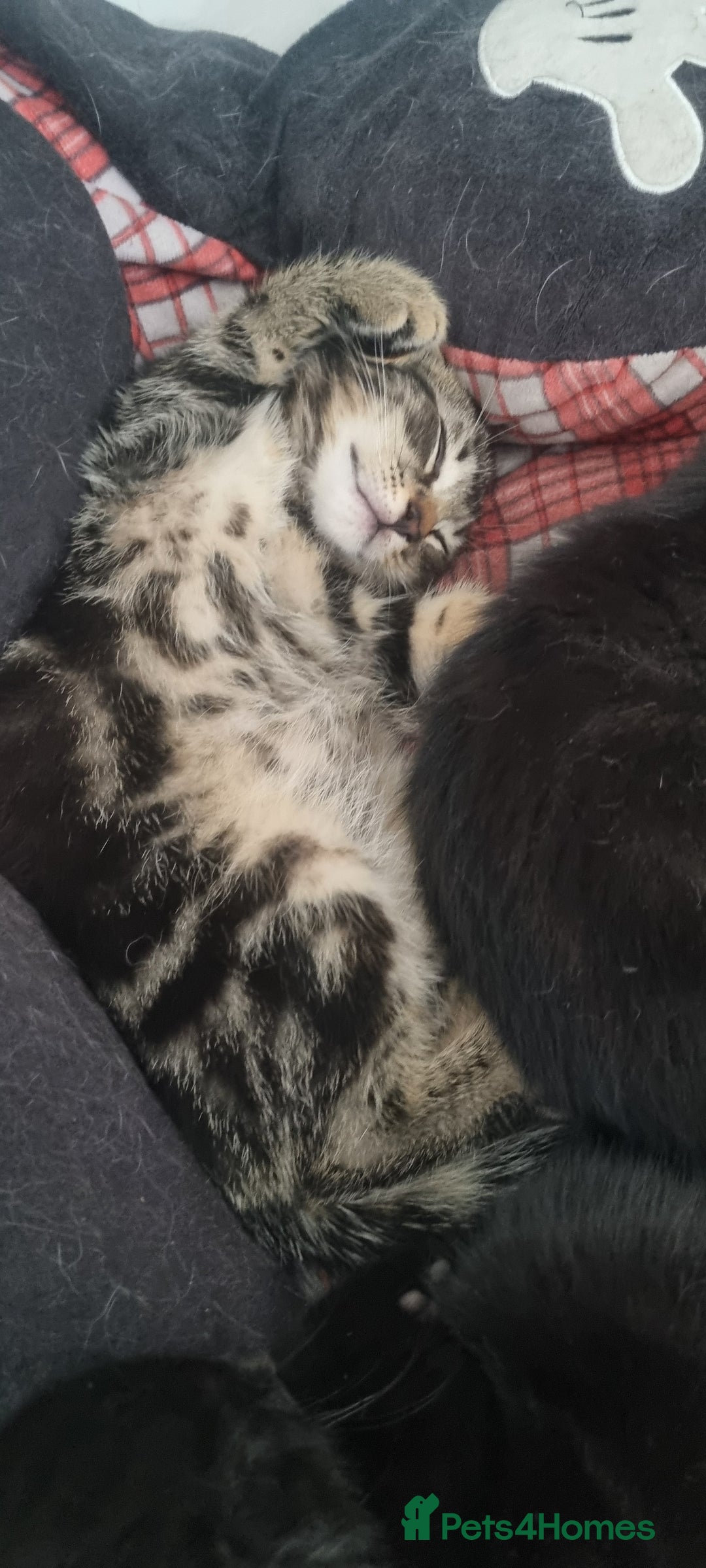 Mixed Breed cats for sale: 5 beautiful kittens - Image 16