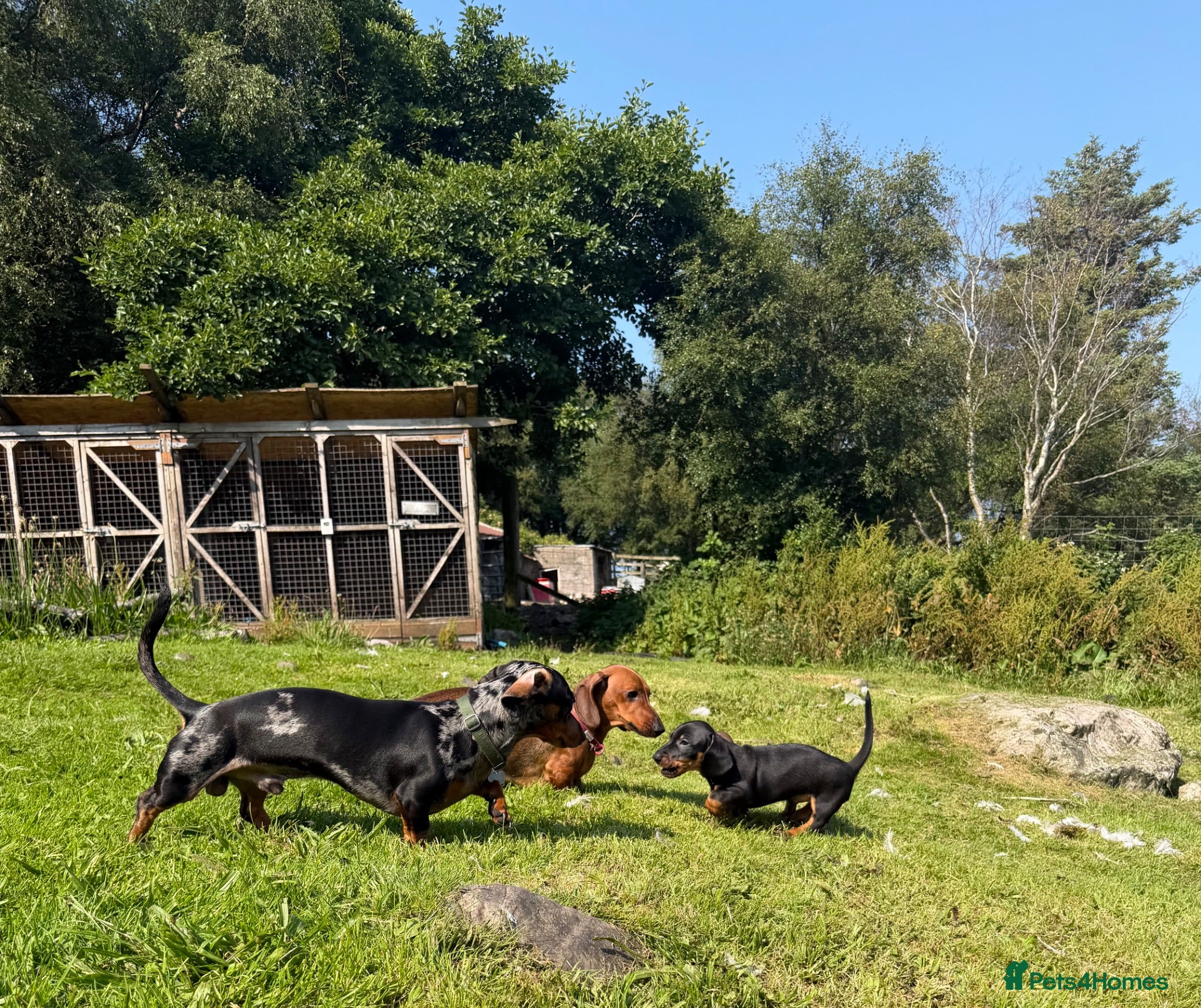 Miniature Dachshund dogs Miniature Dachshund Puppies - Advert 11