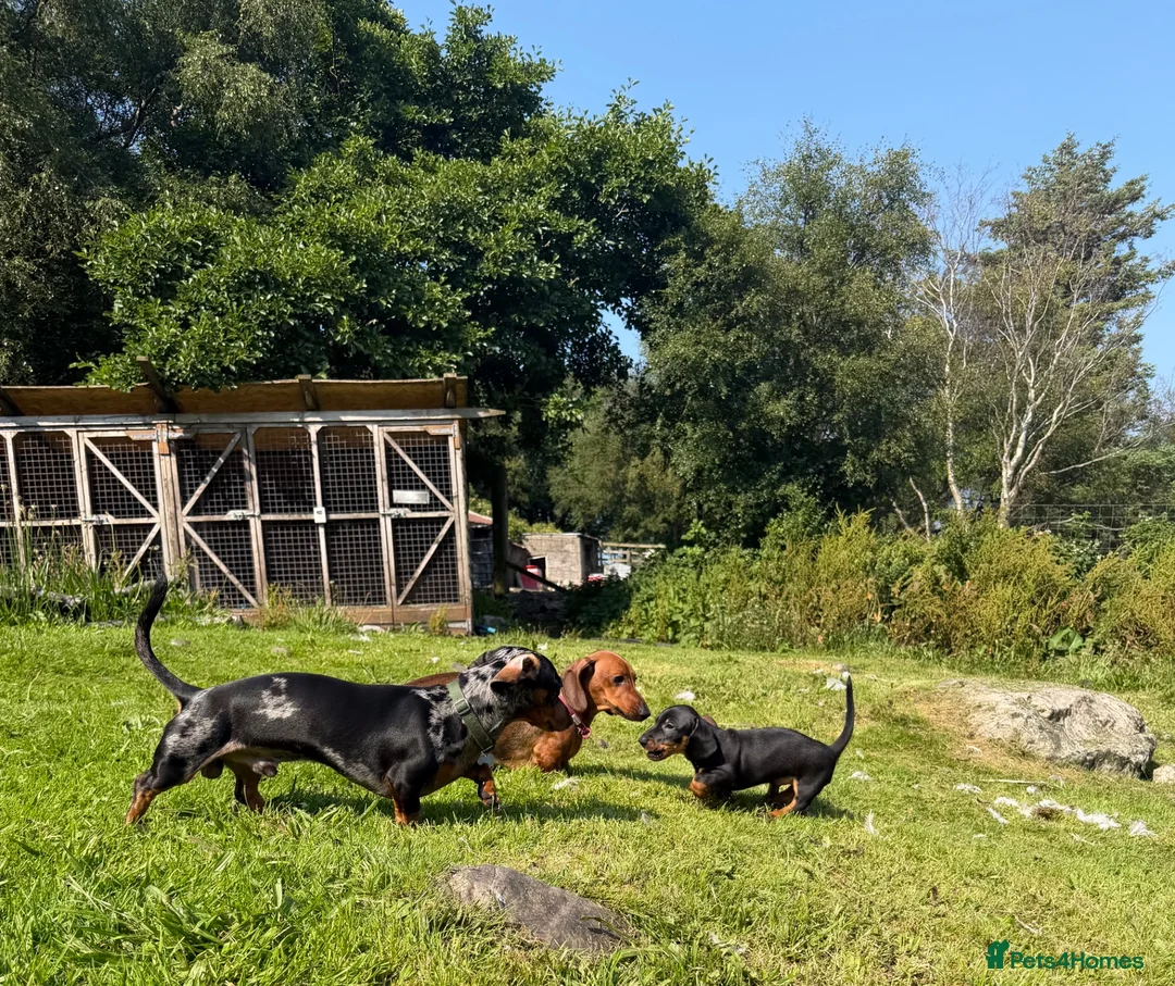 Miniature Dachshund dogs for sale: Miniature Dachshund Puppies - Advert 1