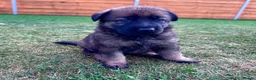 German Shepherd dogs for sale: KC Registered German Shepard Puppies 🐾🐾🐾 - Advert 7