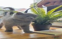 British Shorthair cats for sale: British shorthair kittens  - Image 6