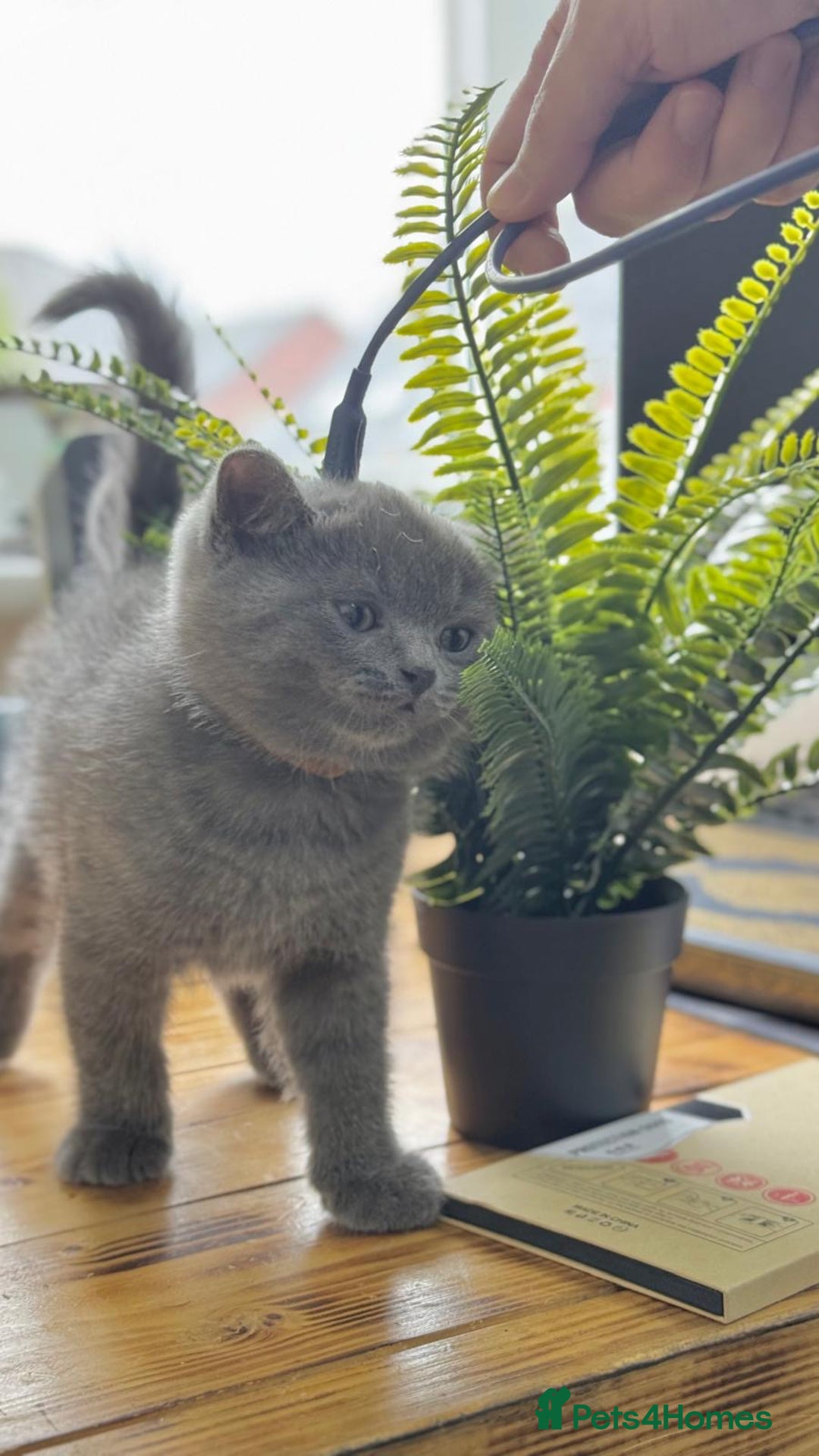 British Shorthair cats for sale: British shorthair kittens  - Image 6