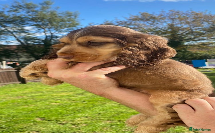 Cocker Spaniel dogs - Advert 3