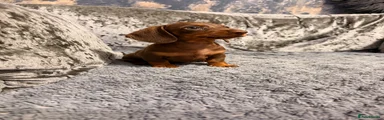 Miniature Dachshund 1