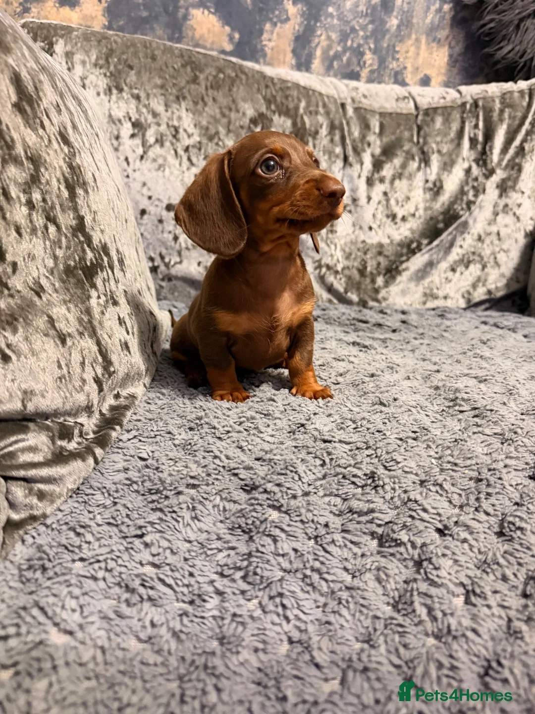 Miniature Dachshund dogs for sale: Miniature dachshund boy puppy  - Advert 2