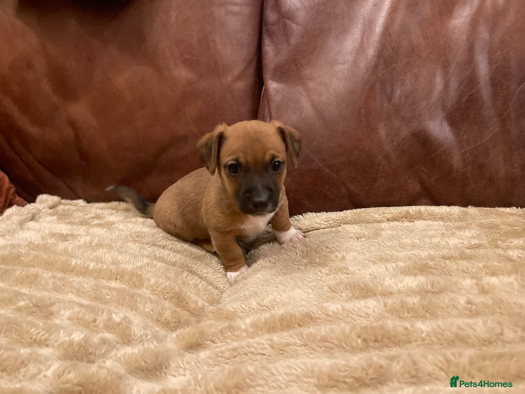 Jack Russell dogs for sale: Stunning tricolour Jack Russell puppy  - Advert 4