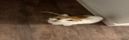Mixed Breed cats for sale: Male Indoor Cat Needs Rehoming  - Advert 10
