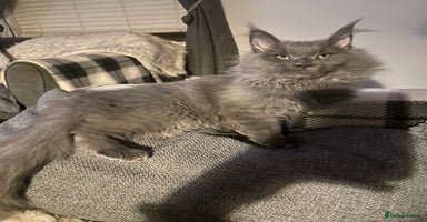 Maine Coon cats Registered Maine Coon kittens  - Advert 6