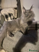 Maine Coon cats Registered Maine Coon kittens - Advert 10