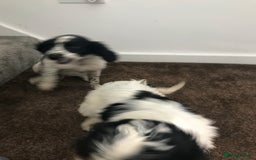 Sproodle dogs for sale: Sproodle - Image 9