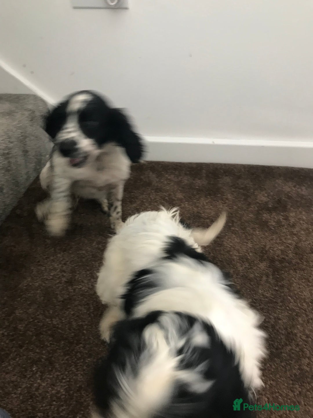 Sproodle dogs for sale: Sproodle - Image 9