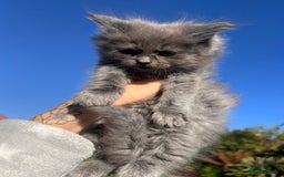 Ragdoll cats for sale: 😍Ragdoll&British Shorthair Mix😍 - Image 11
