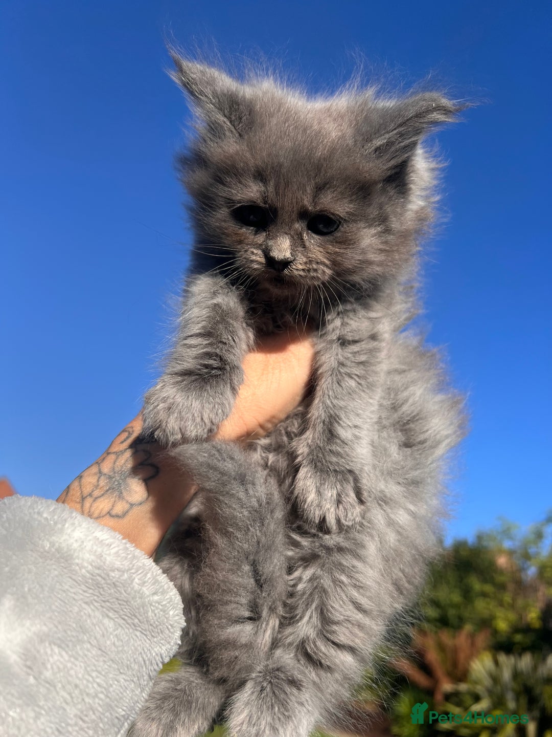 Ragdoll cats for sale: 😍Ragdoll&British Shorthair Mix😍 - Image 11