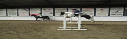 Irish Cob horses for sale: 14.2 Super fun SJ/XC/PC pony.  - Advert 3