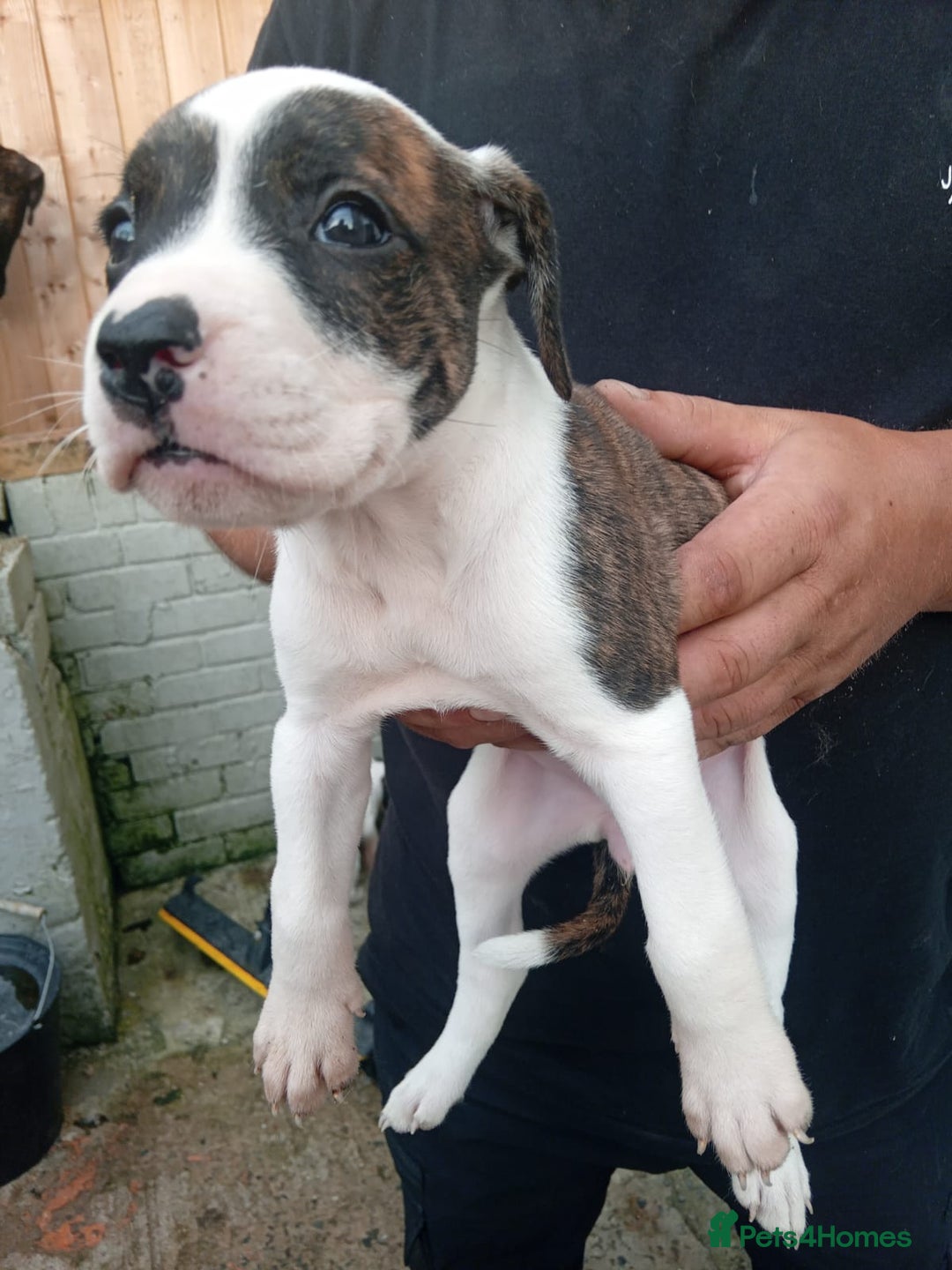 American Bulldog dogs for sale: Amercian Bulldog Pups 🐾  - Image 20