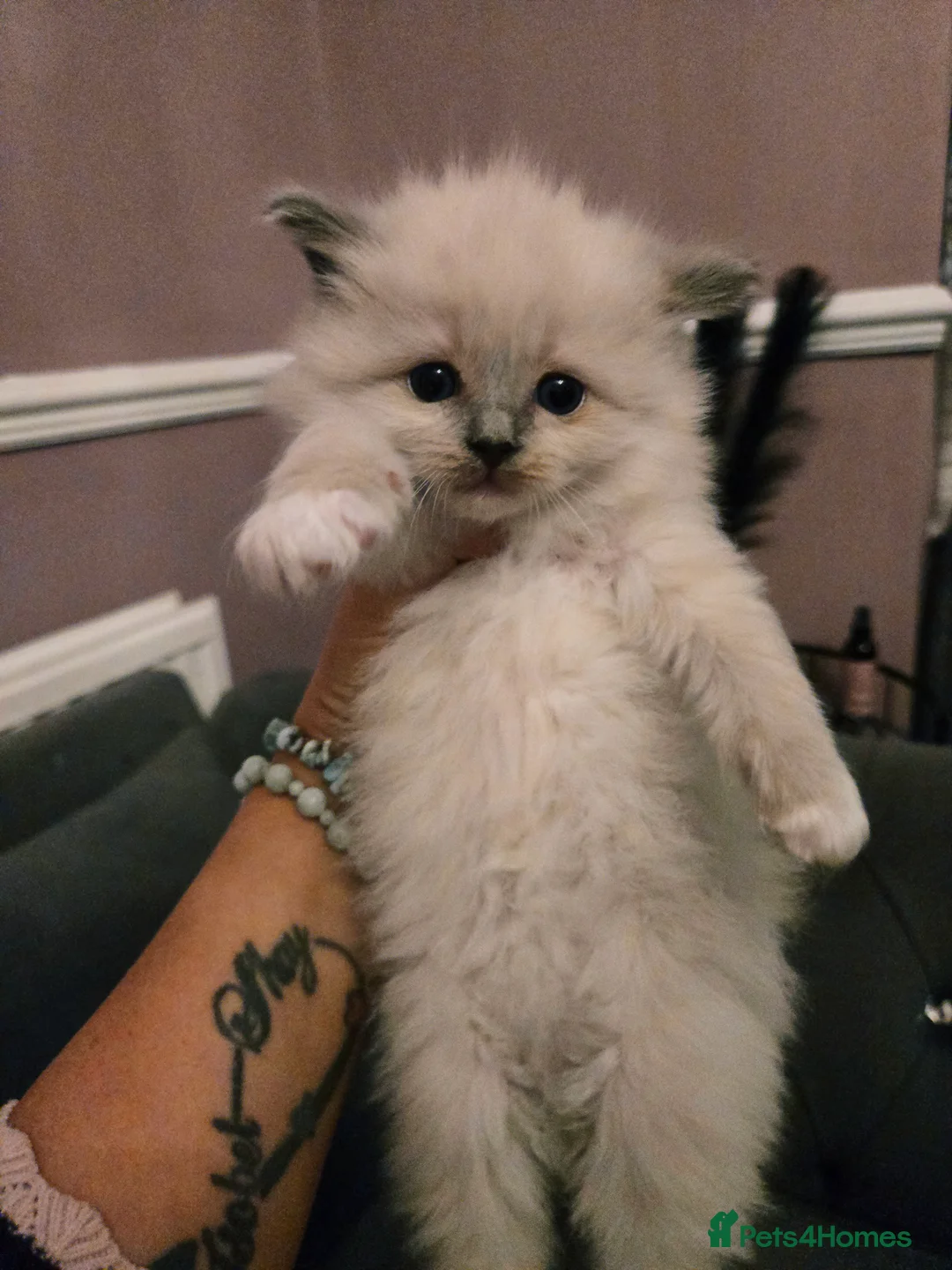 Ragdoll cats for sale: Seven gorgeous purebred ragdoll mitted kittens  - Advert 17