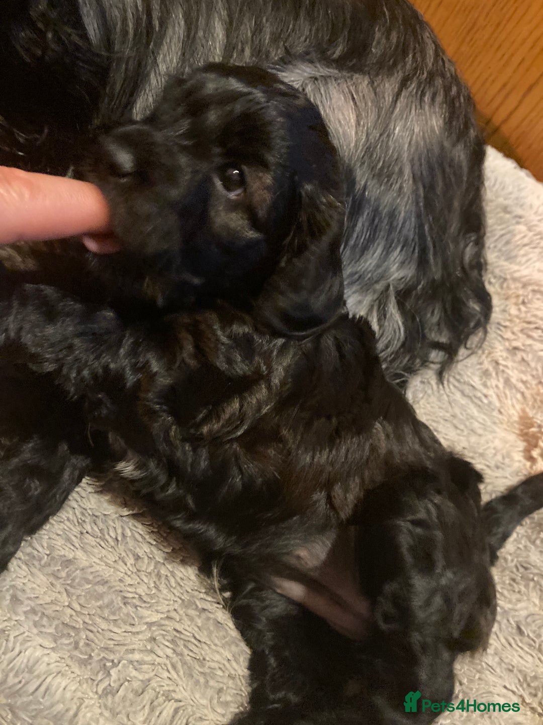 Cockapoo dogs for sale: Taking Genuine Enquired Phantom Female Cockapoo - Image 13