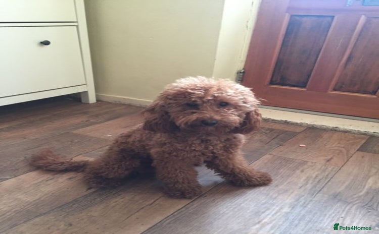 Cavapoo dogs in Mansfield - Advert 5