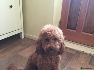 Cavapoo dogs in Mansfield - Advert 15