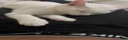 Domestic Shorthair cats for sale: Mellow  in Barking - Advert 2
