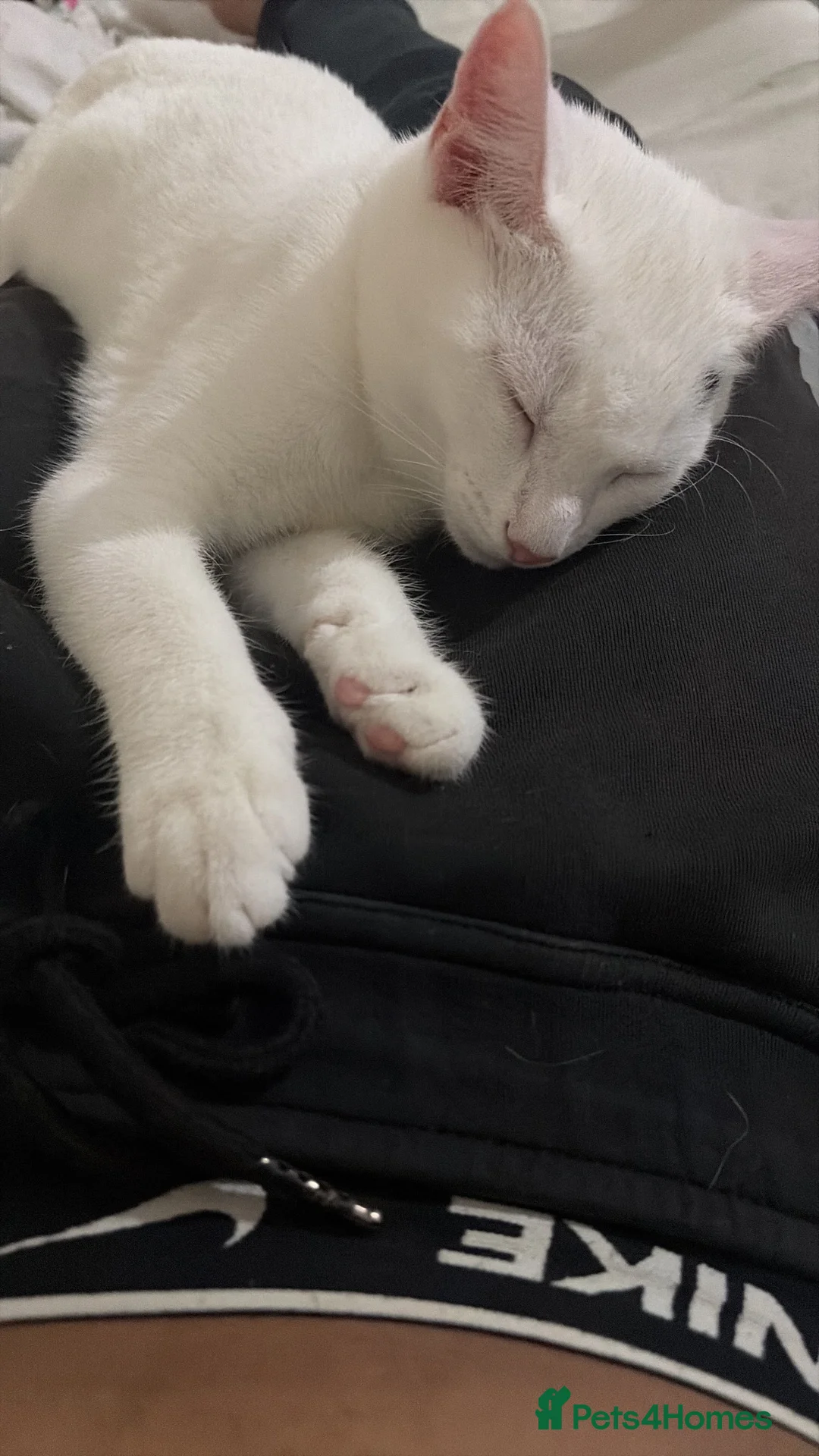 Domestic Shorthair cats for sale: Mellow  in Barking - Advert 2