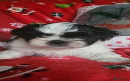 Shih Tzu dogs for sale: shih tzu puppies  - Advert 1