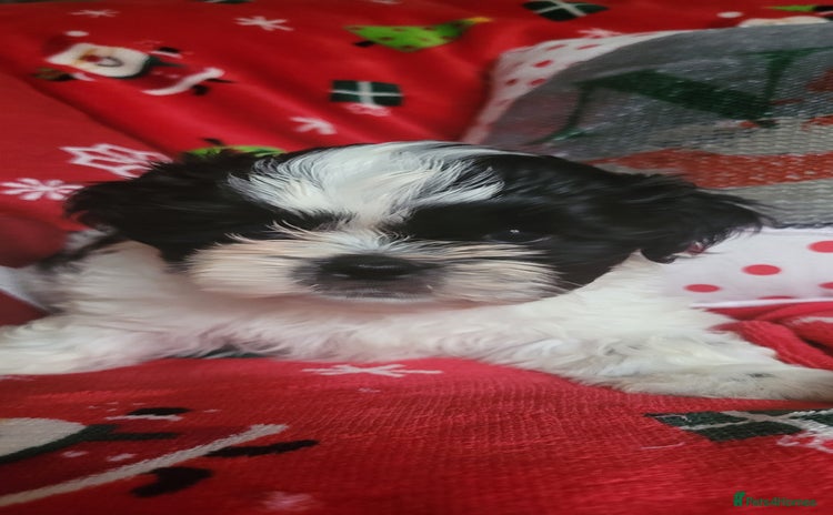 Shih Tzu dogs shih tzu puppies  - Advert 1