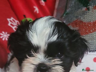 Shih Tzu dogs shih tzu puppies - Advert 1