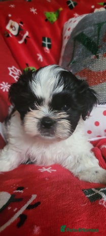 Shih Tzu dogs shih tzu puppies - Advert 1